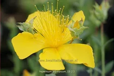 Hypericum olympicum