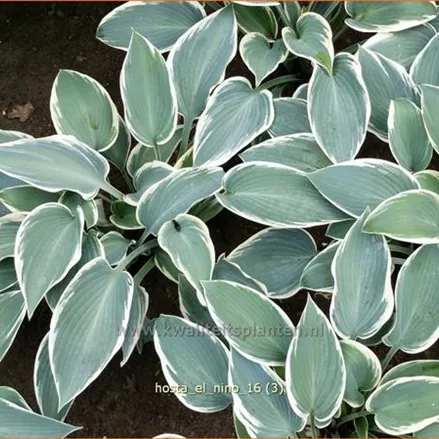 Hosta 'El Nino'