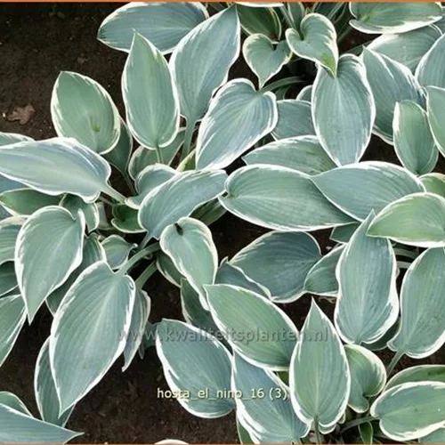 Hosta 'El Nino'