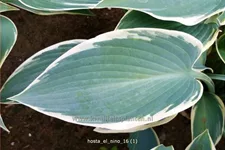 Hosta 'El Nino'