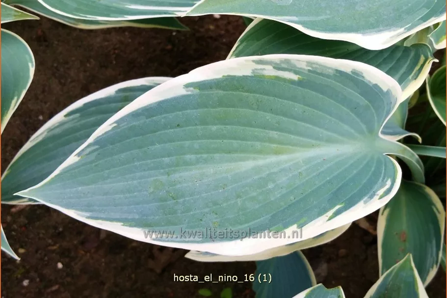 Hosta 'El Nino'