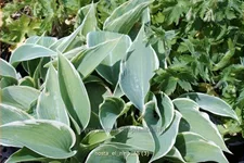 Hosta 'El Nino'
