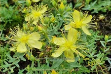 Hypericum olympicum 'Citrinum'
