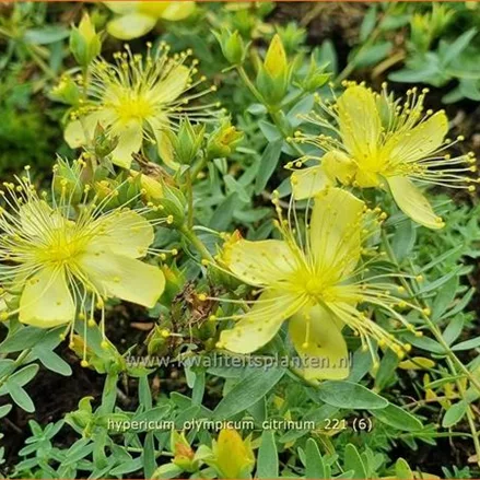 Hypericum olympicum 'Citrinum'