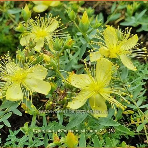 Hypericum olympicum 'Citrinum'