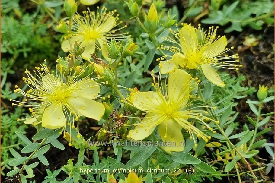 Hypericum olympicum 'Citrinum'