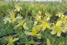 Hypericum olympicum 'Citrinum'