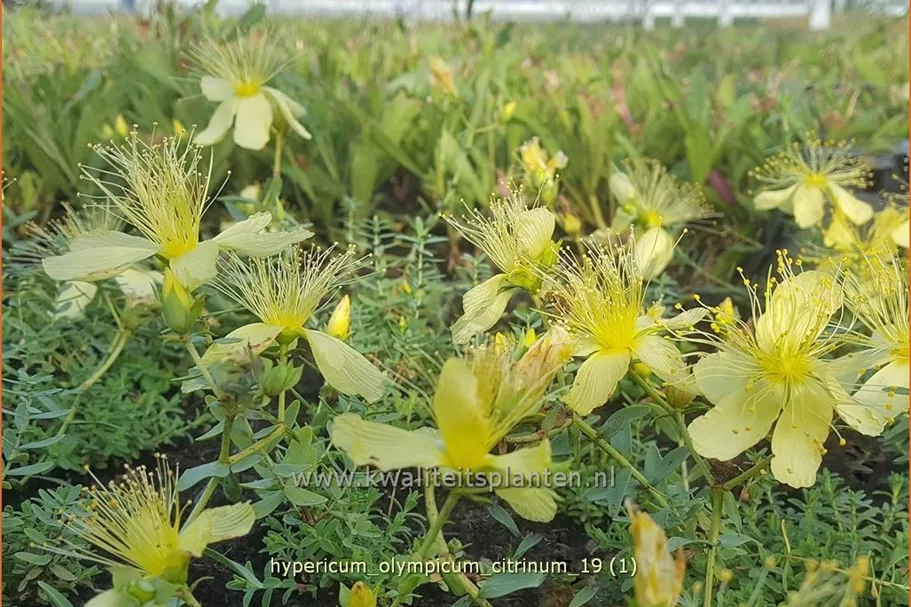 Hypericum olympicum 'Citrinum'