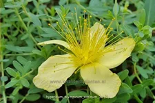 Hypericum olympicum 'Citrinum'