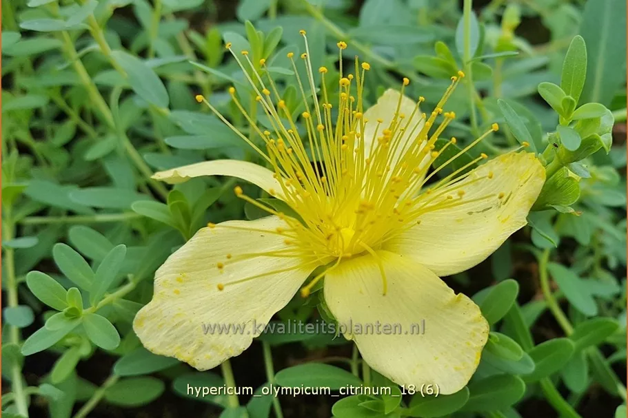 Hypericum olympicum 'Citrinum'
