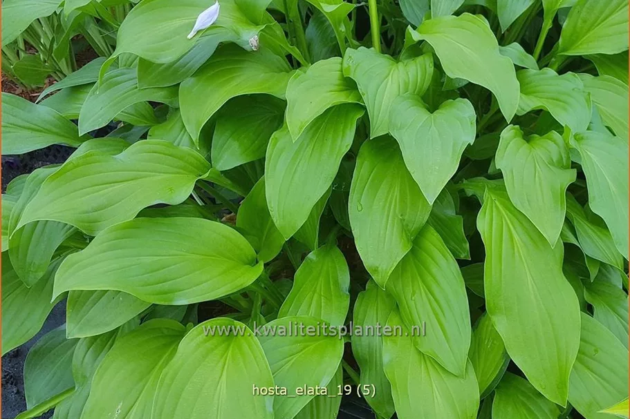 Hosta elata