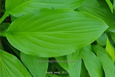 Hosta elata