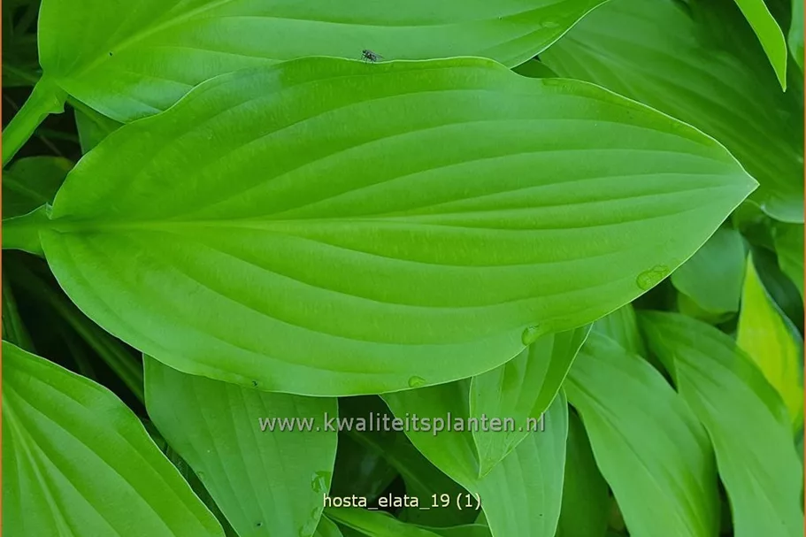 Hosta elata