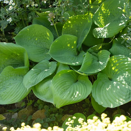 Hosta elata