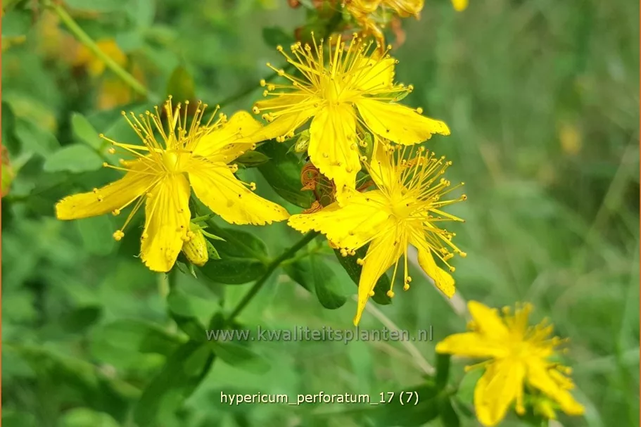 Hypericum perforatum