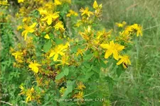 Hypericum perforatum