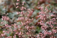 Heuchera micrantha 'Rachel'