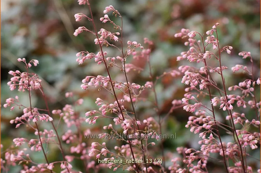 Heuchera micrantha 'Rachel'