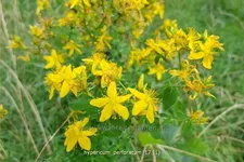 Hypericum perforatum