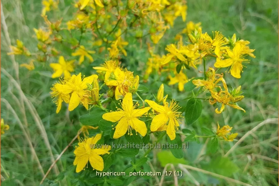 Hypericum perforatum