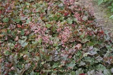 Heuchera micrantha 'Rachel'