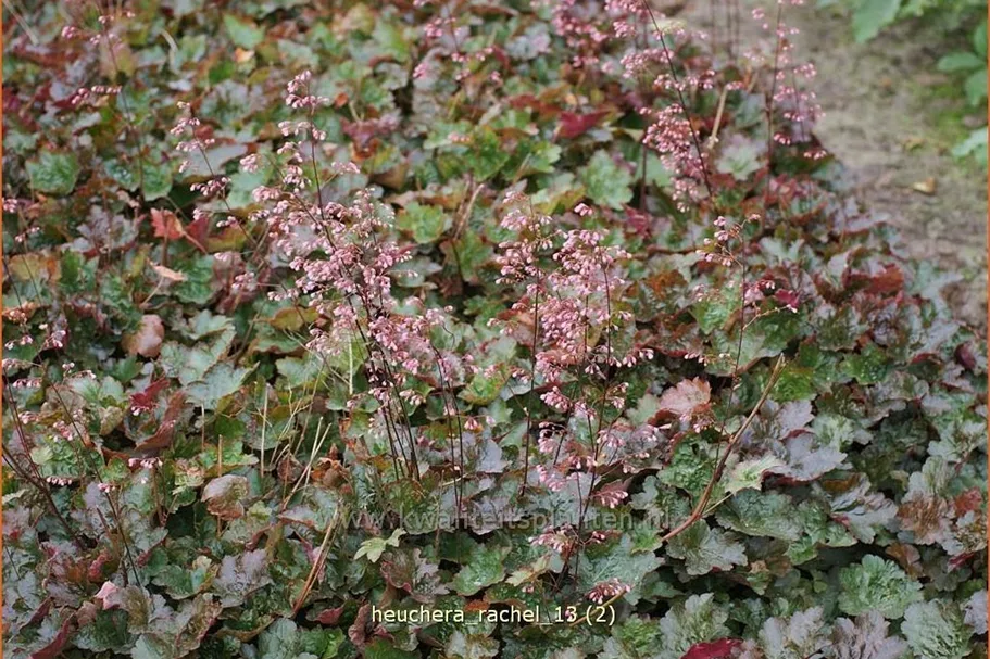 Heuchera micrantha 'Rachel'
