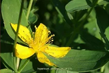 Hypericum perforatum