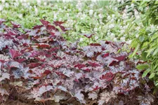 Heuchera micrantha 'Rachel'