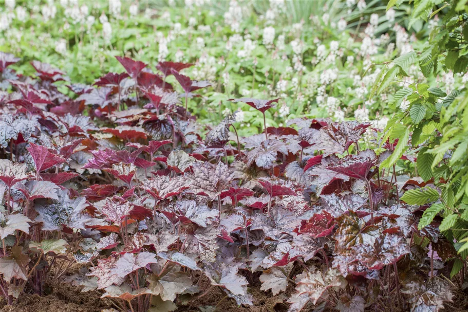 Heuchera micrantha 'Rachel'