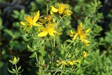 Hypericum perforatum