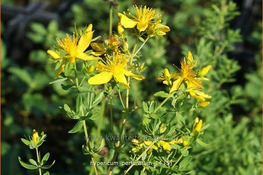 Hypericum perforatum