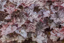 Heuchera micrantha 'Rachel'