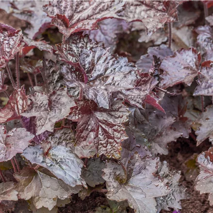 Heuchera micrantha 'Rachel'