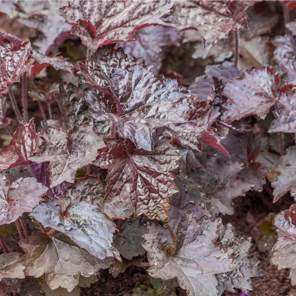 Heuchera micrantha 'Rachel'
