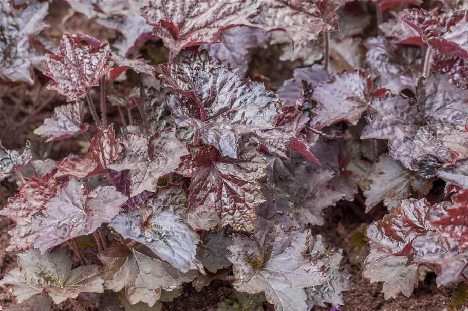 Heuchera micrantha 'Rachel'