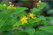 Hypericum perforatum