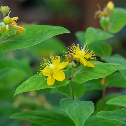 Hypericum perforatum