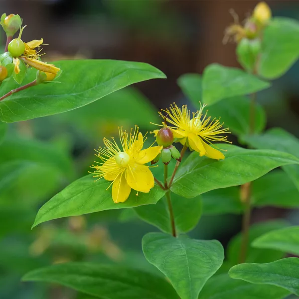 Hypericum perforatum