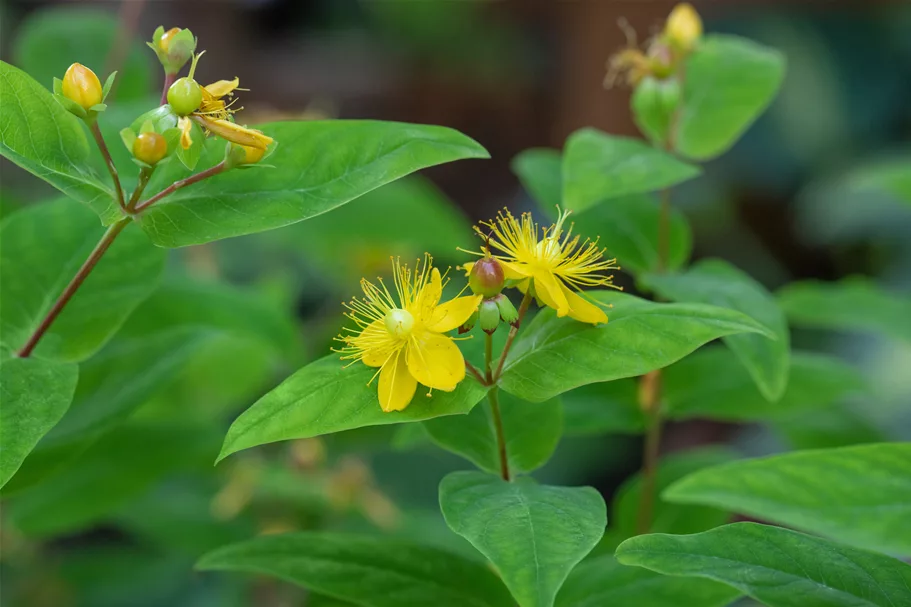 Hypericum perforatum