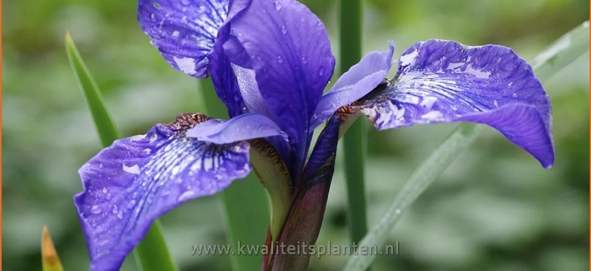 Iris sibirica 'Annick'