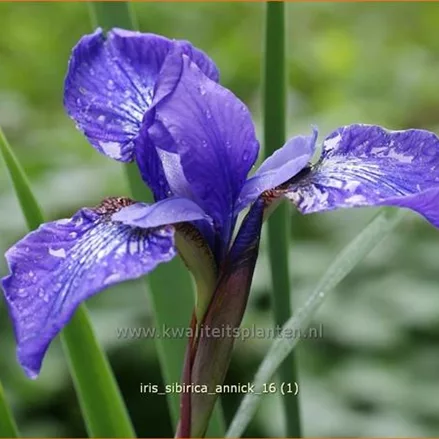 Iris sibirica 'Annick'