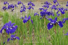 Iris sibirica 'Blue King'