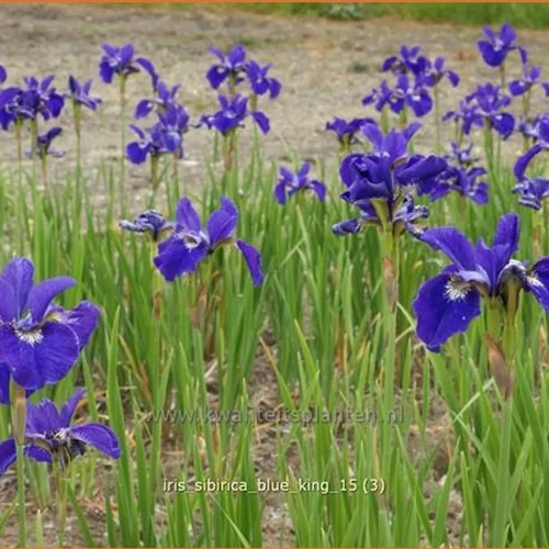 Iris sibirica 'Blue King'