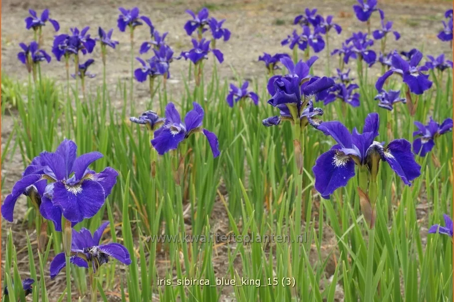 Iris sibirica 'Blue King'