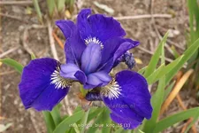 Iris sibirica 'Blue King'