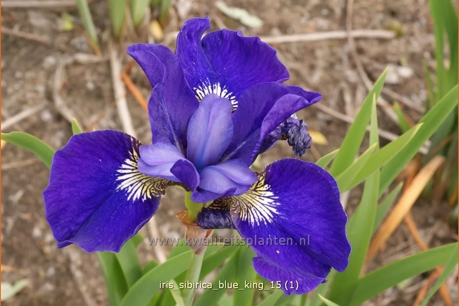Iris sibirica 'Blue King'
