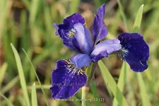 Iris sibirica 'Blue King'