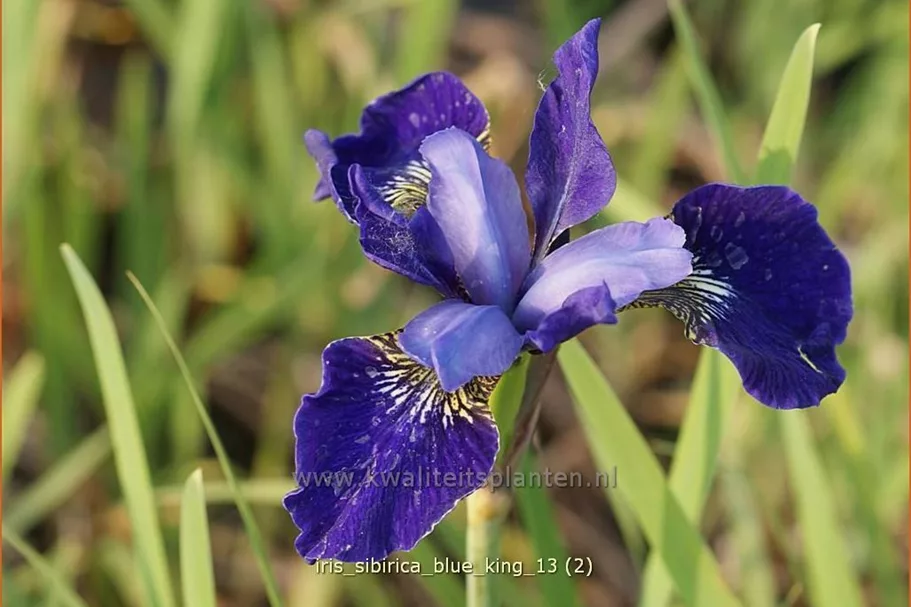 Iris sibirica 'Blue King'