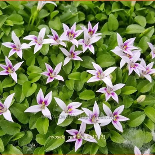 Hypsela reniformis