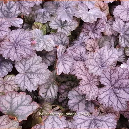 Heuchera 'Red Pearls'